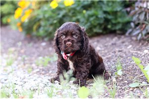 Enzo - puppy for sale