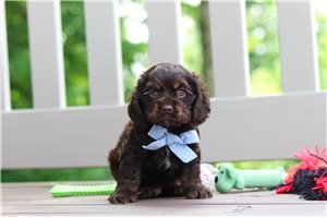 Randall - puppy for sale