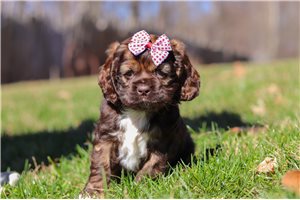 Irene - Cocker Spaniel for sale
