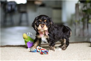 Josie - Cocker Spaniel for sale