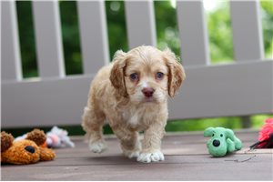 Rainier - puppy for sale