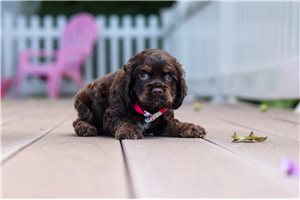 Ester - puppy for sale