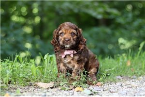 Hope - Cocker Spaniel for sale