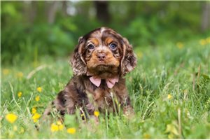 Emilia - puppy for sale