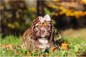 Elena - Cocker Spaniel for sale