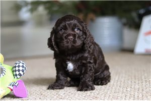 Ferris - Cocker Spaniel for sale