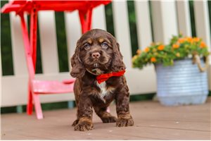 Darvin - Cocker Spaniel for sale