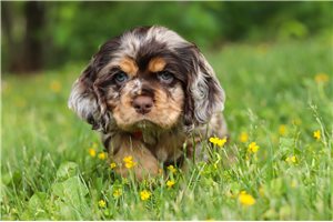 Elam - Cocker Spaniel for sale