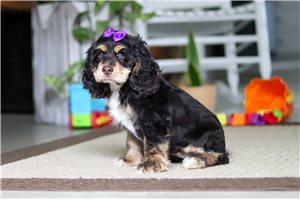 Josie - Cocker Spaniel for sale