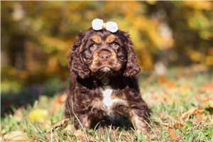 Fauna - Cocker Spaniel for sale