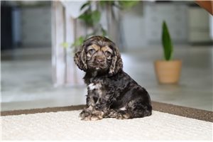 Jersey - puppy for sale
