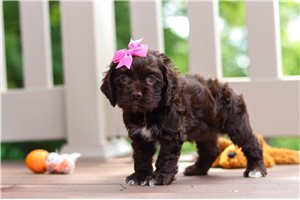 Rachel - Cocker Spaniel for sale