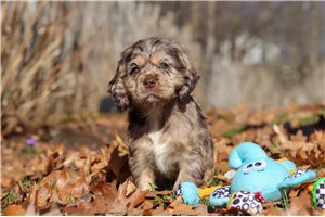 Ivory - Cocker Spaniel for sale