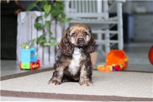 Junebug - Cocker Spaniel for sale