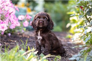 Kayla - puppy for sale
