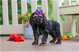 Danica - Cocker Spaniel for sale