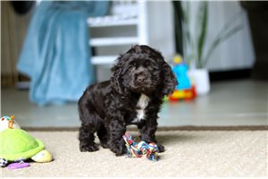 Jackson - Cocker Spaniel for sale