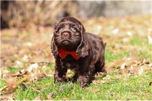 Irvin - puppy for sale