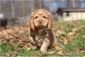 Iddo - Cocker Spaniel for sale