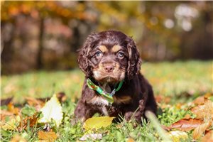 Calvin - Cocker Spaniel for sale