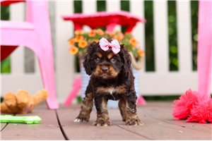 Rainey - Cocker Spaniel for sale