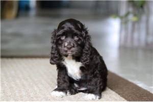 Jenson - Cocker Spaniel for sale