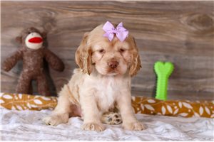 Amelia - Cocker Spaniel for sale