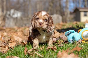 Iverson - Cocker Spaniel for sale