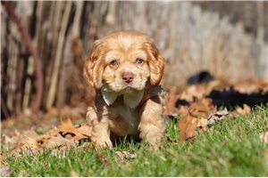 Isaac - Cocker Spaniel for sale