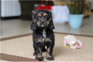 Cheyenne - Cocker Spaniel for sale