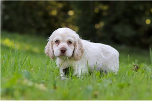 Dexter - puppy for sale