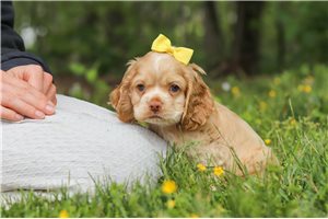 Emily - puppy for sale