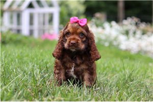 Holly - puppy for sale