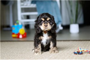 Jiminy - Cocker Spaniel for sale