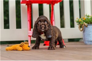 Ralph - Cocker Spaniel for sale