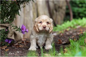 Edgar - Cocker Spaniel for sale