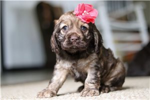 Fern - Cocker Spaniel for sale