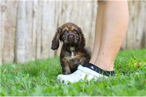 Dibby - Cocker Spaniel for sale