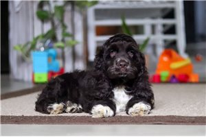 Jenson - Cocker Spaniel for sale