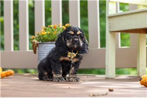 Dash - Cocker Spaniel for sale