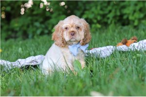 Eldon - Cocker Spaniel for sale