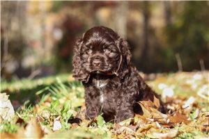 Fergus - Cocker Spaniel for sale