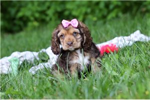 Becky - Cocker Spaniel for sale