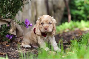 Ellison - Cocker Spaniel for sale