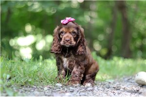 Hosanna - Cocker Spaniel for sale