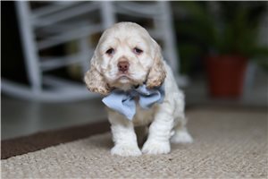 Forrest - Cocker Spaniel for sale