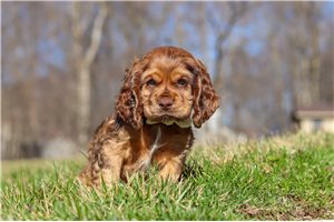 Ignacio - Cocker Spaniel for sale