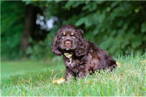 Hero - puppy for sale