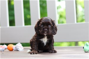 Ralph - Cocker Spaniel for sale
