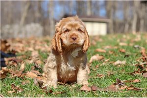 Iddo - Cocker Spaniel for sale